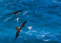 Custom Trinidad and Tobago Birding Package with Zee