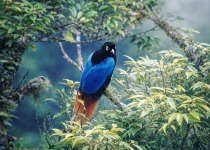Papua New Guinea 19-Day Bird Watching Adventure with Daniel Wakra
