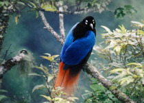 Papua New Guinea 19-Day Bird Watching Adventure with Daniel Wakra