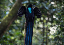 Papua New Guinea 19-Day Bird Watching Adventure with Daniel Wakra