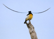 Papua New Guinea 19-Day Bird Watching Adventure with Daniel Wakra