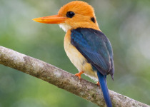 Papua New Guinea 14-Day Birding Adventures in Paradise