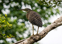 Papua New Guinea 14-Day Birding Adventures in Paradise