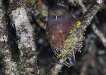 Papua New Guinea 14-Day Birding Adventures in Paradise