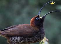 Papua New Guinea Remote Birding Tour: Islands and Bismarck Sea