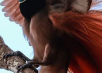Papua New Guinea Remote Birding Tour: Islands and Bismarck Sea