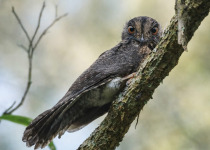 Bird-of-Paradise Photography Tour in Papua New Guinea