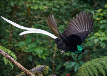 Bird-of-Paradise Photography Tour in Papua New Guinea