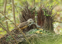 Port Moresby 6-Day Short Birding Tour with Daniel Wakra