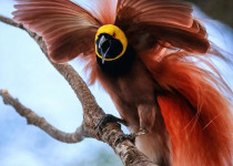 Port Moresby 6-Day Short Birding Tour with Daniel Wakra