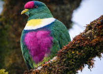 Bird-of-Paradise and Bowerbird Filming Tour in Papua New Guinea