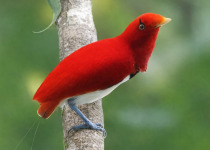 Bird-of-Paradise and Bowerbird Filming Tour in Papua New Guinea