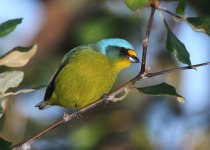Guadeloupe Half-Day Private Birding with Anthony Levesque