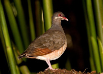 Guadeloupe Half-Day Private Birding with Anthony Levesque