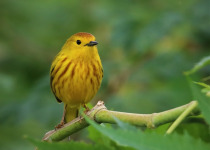 Guadeloupe Half-Day Private Birding with Anthony Levesque
