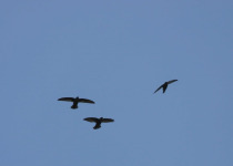 Guadeloupe Half-Day Private Birding with Anthony Levesque