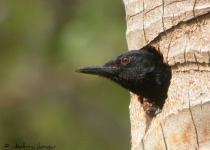Guadeloupe Full-Day Private Birding with Anthony Levesque