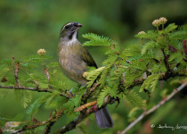 Guadeloupe Full-Day Private Birding with Anthony Levesque