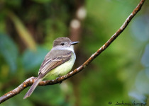 Guadeloupe Full-Day Private Birding with Anthony Levesque