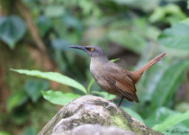 Guadeloupe Full-Day Private Birding with Anthony Levesque
