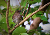 Guadeloupe Full-Day Private Birding with Anthony Levesque