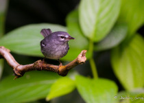 Guadeloupe Full-Day Private Birding with Anthony Levesque