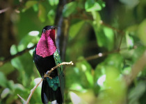 Guadeloupe Full-Day Private Birding with Anthony Levesque