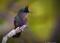 Guadeloupe Full-Day Private Birding with Anthony Levesque
