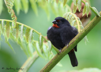 Guadeloupe Full-Day Private Birding with Anthony Levesque
