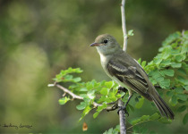 Guadeloupe Full-Day Private Birding with Anthony Levesque