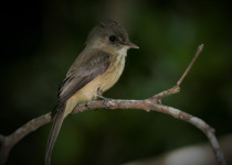 Guadeloupe Full-Day Private Birding with Anthony Levesque