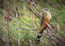 Guadeloupe Full-Day Private Birding with Anthony Levesque