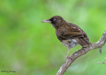 Guadeloupe Full-Day Private Birding with Anthony Levesque