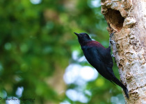 Guadeloupe Full-Day Private Birding with Anthony Levesque