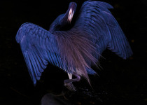 Bird Photography Tour of Trinidad and Tobago with Faraaz Abdool - Wetland bird photography by Faraaz Abdool