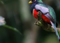 Main Ridge Rainforest Birding and Nature Tour