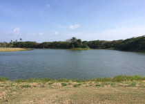 Tobago Wetlands Birding Tour