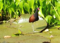 Tobago Wetlands Birding Tour