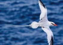 Little Tobago Island Birding and Nature Tour