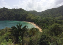 Little Tobago Island Birding and Nature Tour