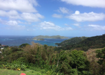 Little Tobago Island Birding and Nature Tour