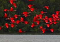 Trinidad Birding Day Tour from Tobago