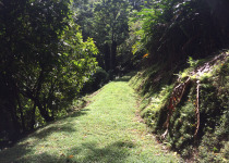 Trinidad Birding Day Tour from Tobago