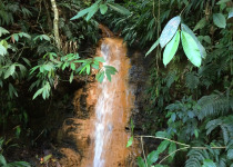 Tobago Cocoa Estate Nature Tour