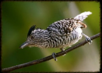Main Ridge Rainforest Birding and Nature Tour