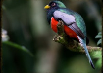 Main Ridge Rainforest Birding and Nature Tour
