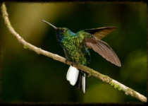 Trinidad Birding Day Tour from Tobago