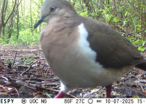 Grenada Dove in forest habitat
