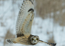 Southeast Arizona Sky Islands Custom Birding Trip