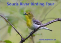 Best Birding Hotspots of Souris River 2026 Tour from Saskatoon, Regina, Moose Jaw or Weyburn, Canada